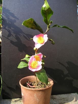 ���ƒ�̉ԂƎČ��E��