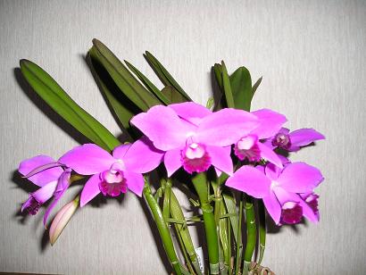 ���ƒ�̉ԂƎČ��E��