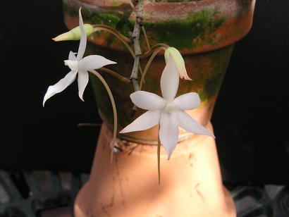 ���ƒ�̉ԂƎČ��E��