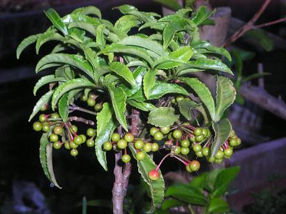 ���ƒ�̉ԂƎČ��E��