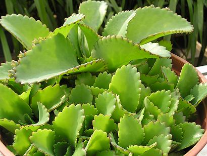 ���ƒ�̉ԂƎČ��E��