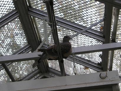 ���ƒ�̉ԂƎČ��E��