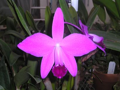 ���ƒ�̉ԂƎČ��E��