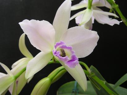 ���ƒ�̉ԂƎČ��E��