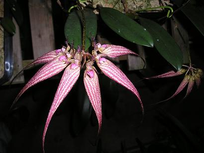 ���ƒ�̉ԂƎČ��E��