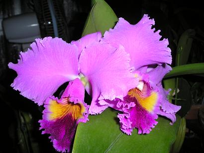 ���ƒ�̉ԂƎČ��E��