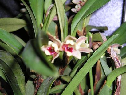 ���ƒ�̉ԂƎČ��E��