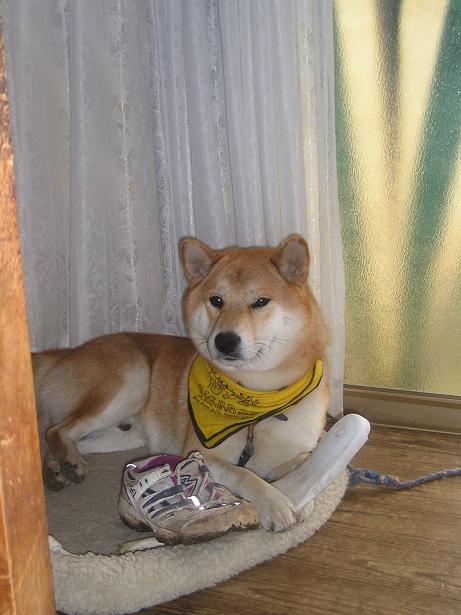 ���ƒ�̉ԂƎČ��E��