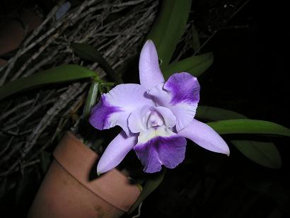 ���ƒ�̉ԂƎČ��E��