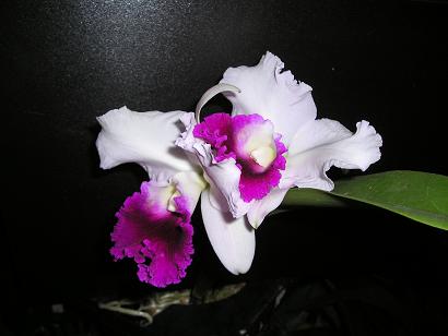 ���ƒ�̉ԂƎČ��E��