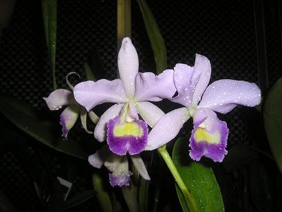 ���ƒ�̉ԂƎČ��E��