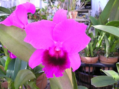 ���ƒ�̉ԂƎČ��E��