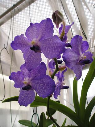 ���ƒ�̉ԂƎČ��E��