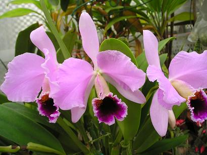 ���ƒ�̉ԂƎČ��E��