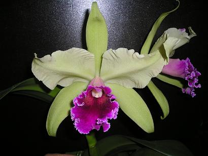 ���ƒ�̉ԂƎČ��E��