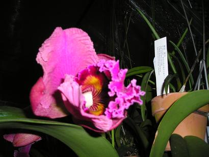 ���ƒ�̉ԂƎČ��E��