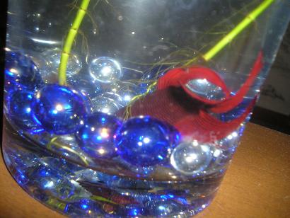 ���ƒ�̉ԂƎČ��E��