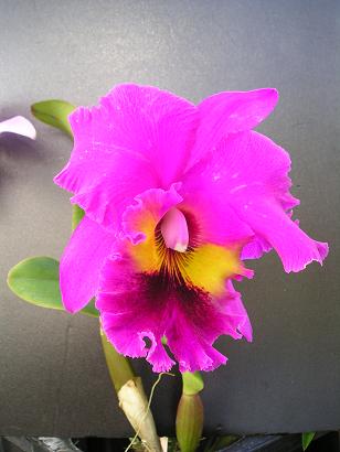 ���ƒ�̉ԂƎČ��E��