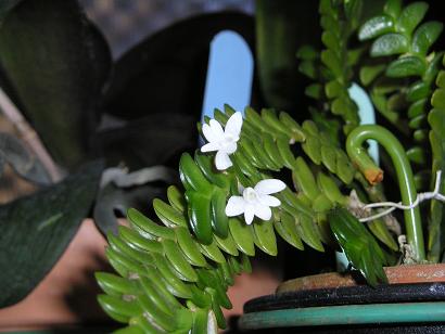 ���ƒ�̉ԂƎČ��E��