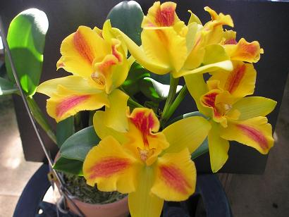 ���ƒ�̉ԂƎČ��E��