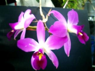 ���ƒ�̉ԂƎČ��E��