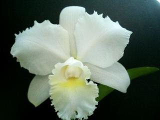 ���ƒ�̉ԂƎČ��E��