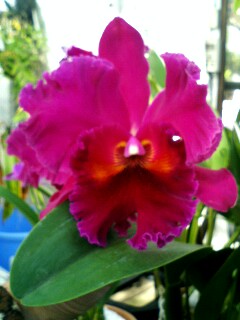 ���ƒ�̉ԂƎČ��E��