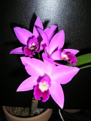 ���ƒ�̉ԂƎČ��E��