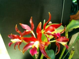 ���ƒ�̉ԂƎČ��E��