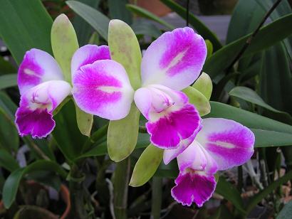 ���ƒ�̉ԂƎČ��E��