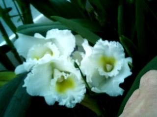 ���ƒ�̉ԂƎČ��E��