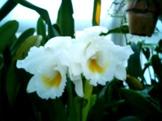 ���ƒ�̉ԂƎČ��E��