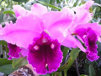 ���ƒ�̉ԂƎČ��E��