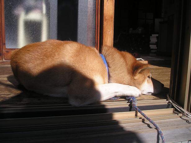 ���ƒ�̉ԂƎČ��E��