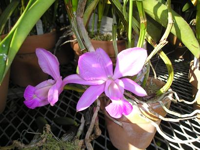 ���ƒ�̉ԂƎČ��E��