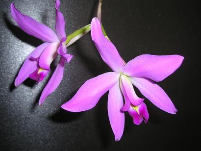 ���ƒ�̉ԂƎČ��E��