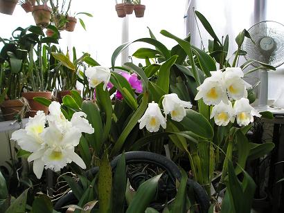 ���ƒ�̉ԂƎČ��E��