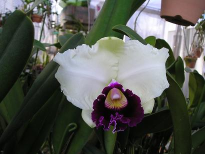 ���ƒ�̉ԂƎČ��E��