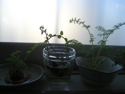 ���ƒ�̉ԂƎČ��E��