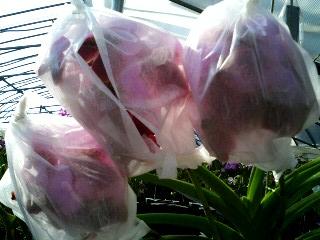 ���ƒ�̉ԂƎČ��E��