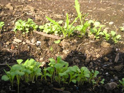 ���ƒ�̉ԂƎČ��E��