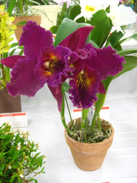 ���ƒ�̉ԂƎČ��E��