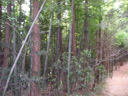 ���ƒ�̉ԂƎČ��E��