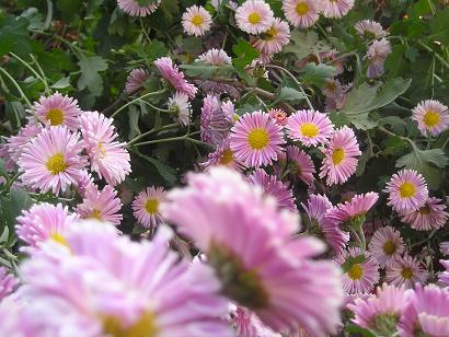 ���ƒ�̉ԂƎČ��E��