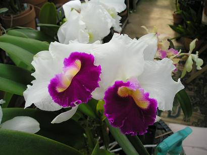 ���ƒ�̉ԂƎČ��E��