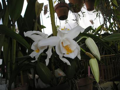 ���ƒ�̉ԂƎČ��E��