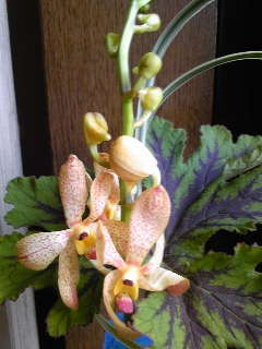 ���ƒ�̉ԂƎČ��E��