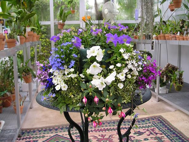 ���ƒ�̉ԂƎČ��E��