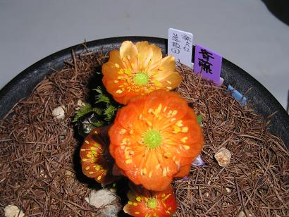 ���ƒ�̉ԂƎČ��E��