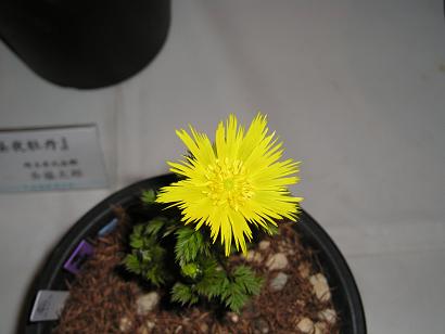 ���ƒ�̉ԂƎČ��E��